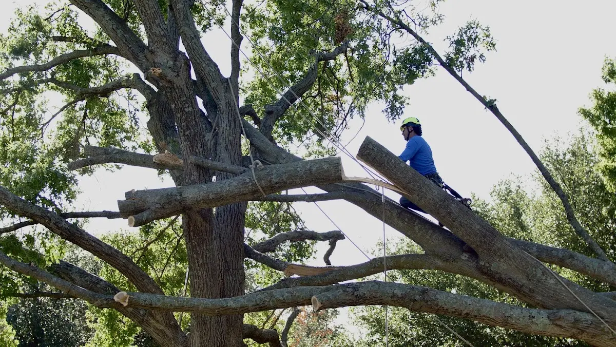 Professional Crown Thinning performed by certified arborists in East Glastonbury