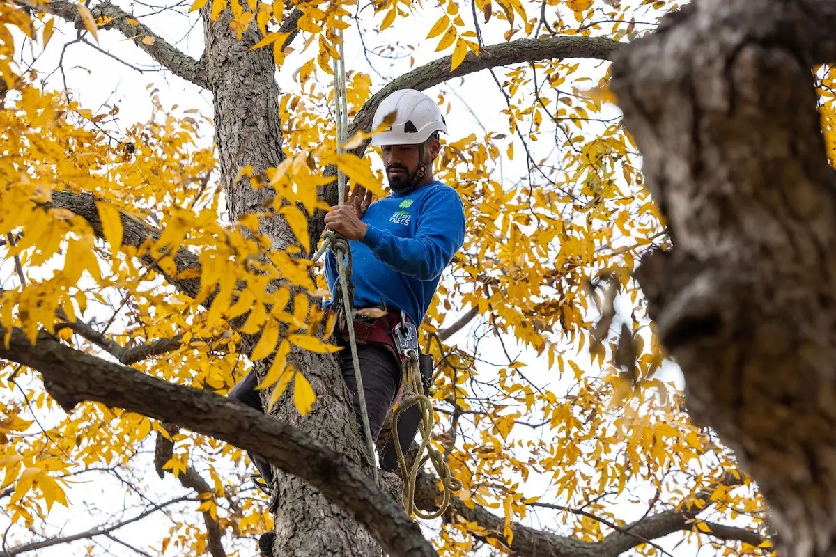 Skilled Tree Transplanting crew working in East Glastonbury